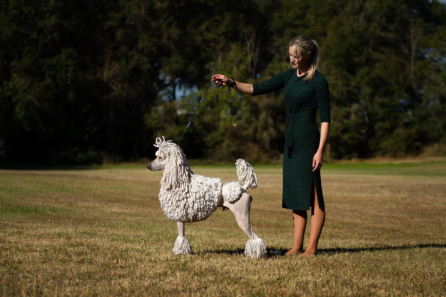 Joel corded standard poodle