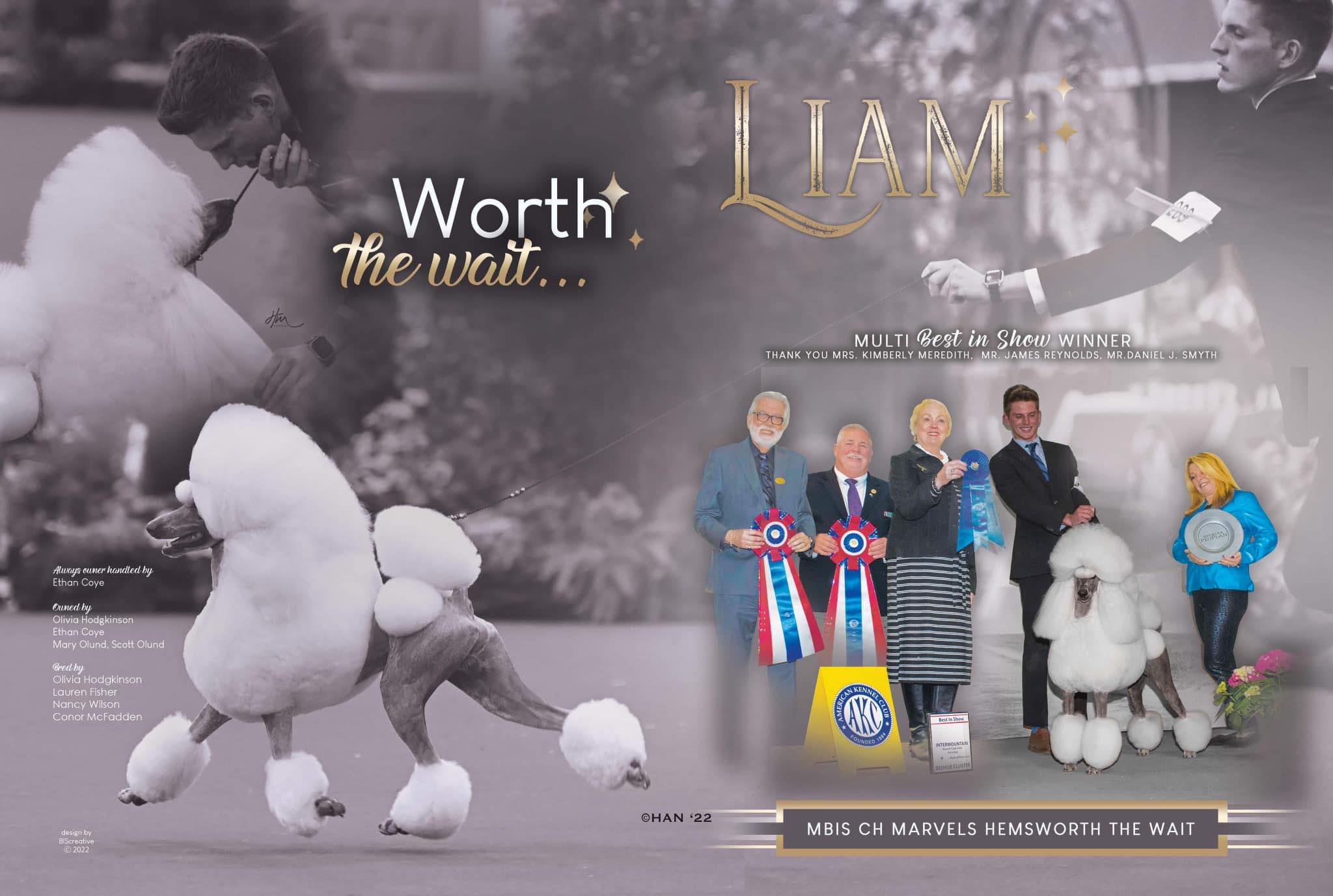 standard poodle Liam