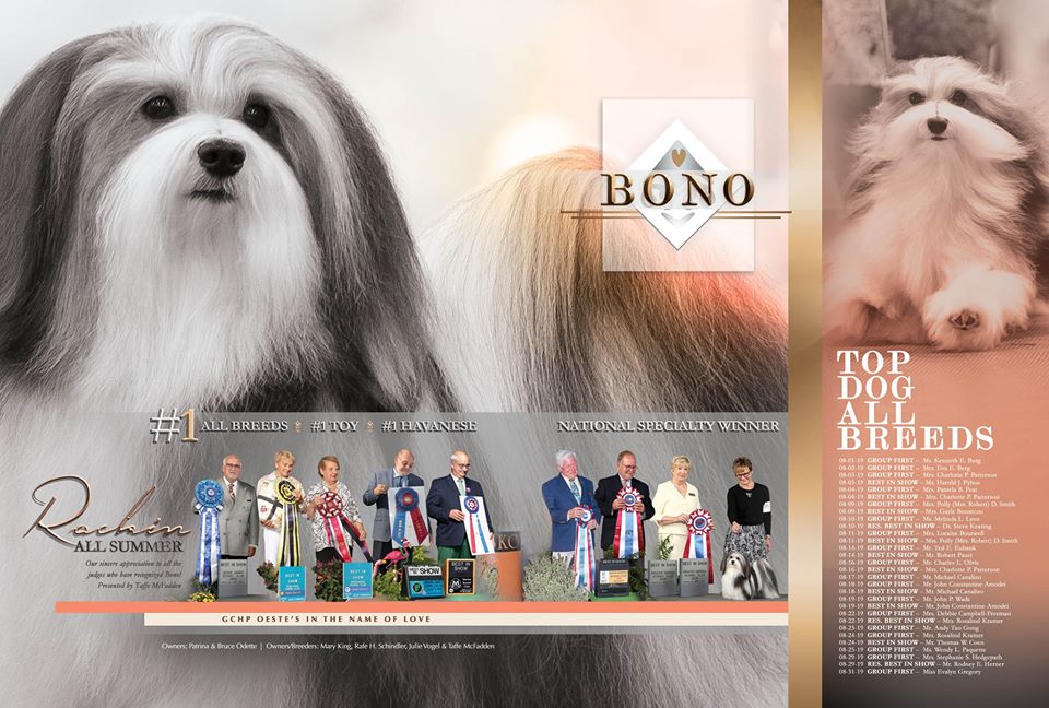Bono havanese deals