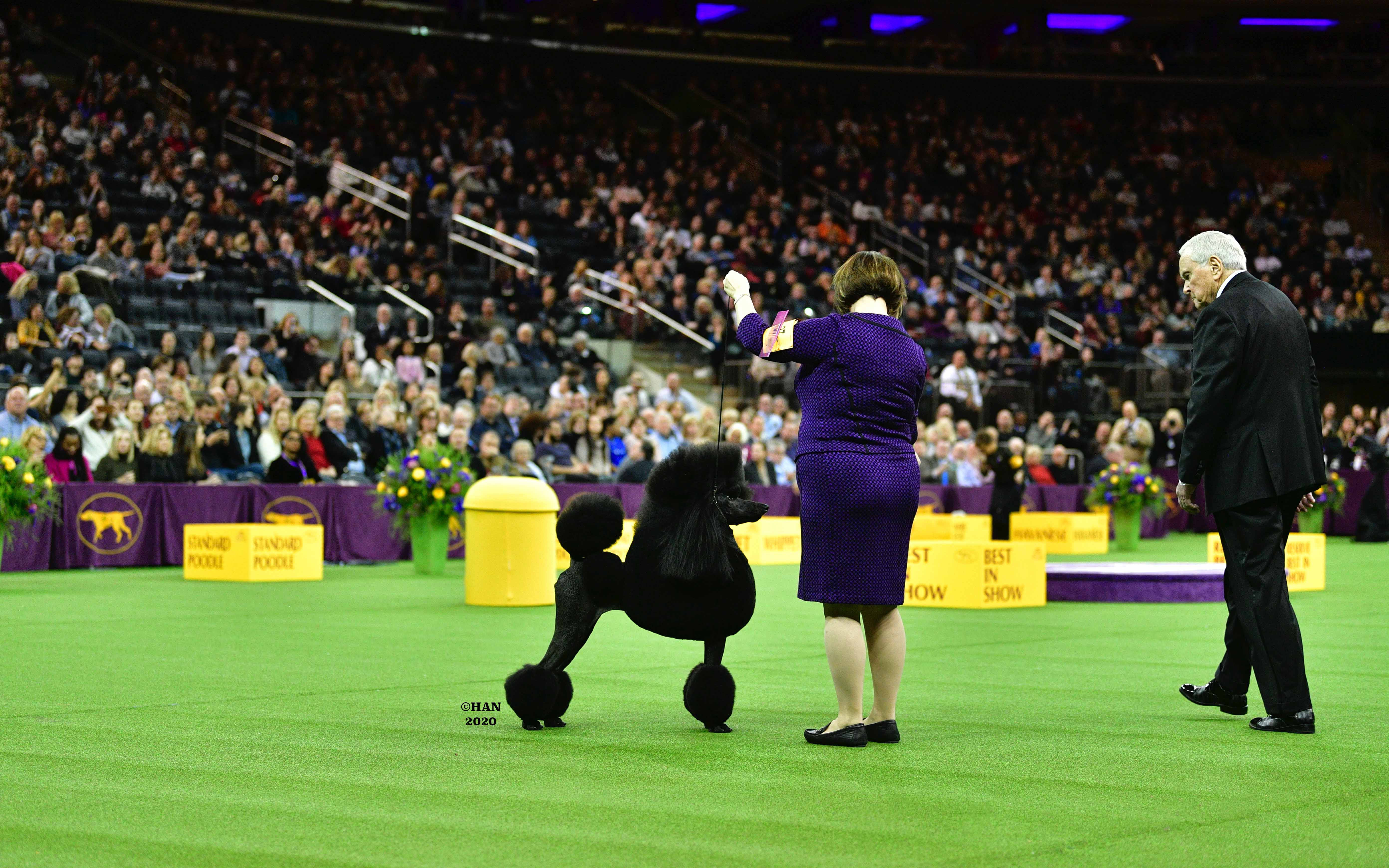 standard poodle